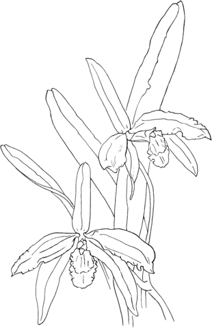 Cattleya Perrinii Or Perrin'S Sophronitis Orchid Coloring Page